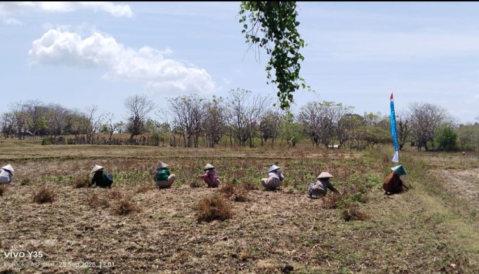 Pengelolaan Dana BUMDes Saur Saebus Rp200 Juta Lebih Disorot, Aktivis Minta Transparansi
