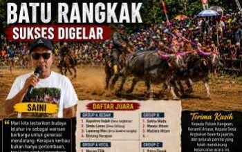 Final Kerapan Kerbau Batu Rangkak Rabe Berlangsung Meriah, Ratusan Penonton Padati Arena