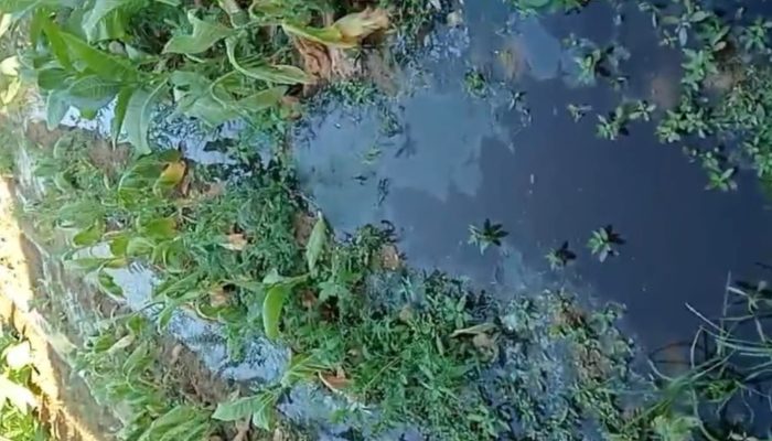 Hampir Satu Dekade Beroperasi, Dugaan Limbah Pemotongan Ayam Kini Jadi Sorotan Publik