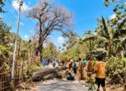 Keluhan Warga di TikTok Langsung Ditindaklanjuti, Camat Arjasa Gerak Cepat Tebang Pohon Asam Berbahaya