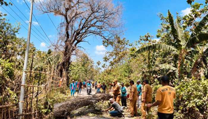 Keluhan Warga di TikTok Langsung Ditindaklanjuti, Camat Arjasa Gerak Cepat Tebang Pohon Asam Berbahaya
